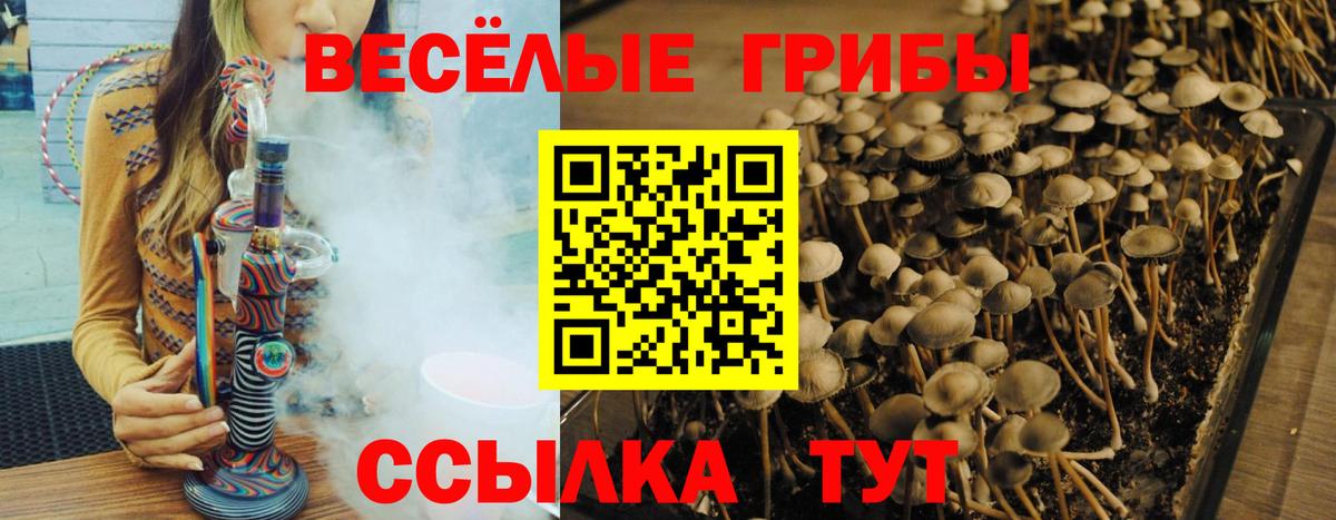 Псилоцибиновые грибы Psilocybine cubensis Ржев